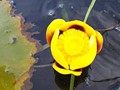 A bold yellow water flower in Aurora Lake.