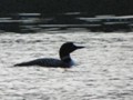 A mysterious common loon in the moment before he slipped under the water again.