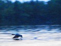 A loon taking off to another lake.