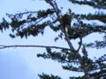 This eagle was perched across the lake. We captured the photo via outboard motor.