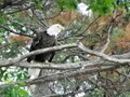An eagle intently watched us fish from his perch 20 feet above our heads.