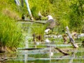 An eagle fishing low down in the creek fishing.