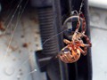 Just another horrifying boat spider.