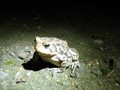 One of the dozens of toads that hops around the paths between the cottages at night.