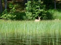 This fawn was hiding at the shore in the wild rice.