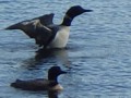 Loons stretching out before dipping back udnerwater.