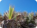 Palm fronds on Merritt Island. 