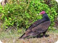 A turkey vulture at Cape Canaveral.