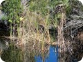Can you spot the gator in this Merritt Island swamp.