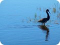 Fishing bird in Merritt Island wetland.