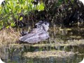 A big alligator resting beside a pond on Merritt Island.