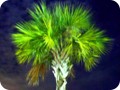 A nice palm at Homestead.
