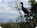 Perched anhinga in Everglades NP.