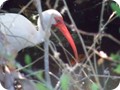 A bird with a curved beak in the Everglades.