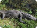 A big alligator in Big Cypress National Preserve.