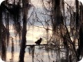An owl in Jean Lafitte Preserve south of New Orleans. 