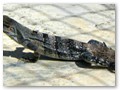 This lizard was over a foot in length and was sitting on the sidewalk at Puerto Costa Maya.