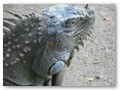 A pensive iguana wonders why local Roatan people like to eat him.