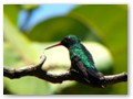Another Paya Bay hummingbird glistening in the tropical sun.