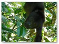 We found a gang of howler monkeys in the trees near a homestead in Bermudian Landing.