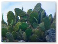 Cacti near the beach at Tulm.