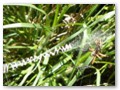 An impressive spider web in the Barataria swamp.