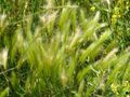Prairie grass of North Dakota.