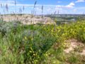 TRNP prairie grass and sky.