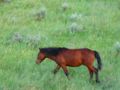A lone horse patrolling TRNP's prairie.