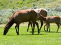 Elk grazing near the Mammoth VC in Yellowstone.