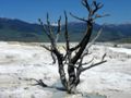 Death at Mammoth Hot Springs in Yellowstone NP.