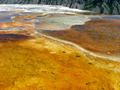 The colorful springs of Mammoth, Yellowstone NP.