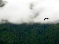 A bald eagle fishing in the Lake Crescent notch.