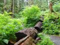 A fallen mega-tree in the Quinalt Rain Forest.