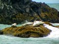 Seals resting at Heceta Head.