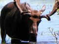 A close-up shot of the moose munching on the water plants.