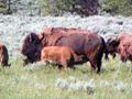 A bison herd enjoying the summer ease in the Hayden Valley.