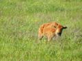 A Hayden calf in Yellowstone NP.