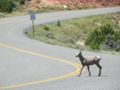 A bighorn sheep crossing the road in Bighorn Canyon NRA.