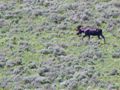 A moose grazing high in the Bighorn Mountains.
