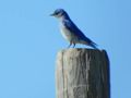 A bluebird near our campsite.