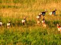 A herd of pronghorn prancing across the Badlands prairie.