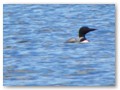 Another loon, just before it ducks into the deeps.