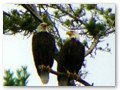 A pair of eagles discuss world politics.
