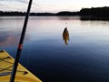 A dangling sunfish on Plum Lake.